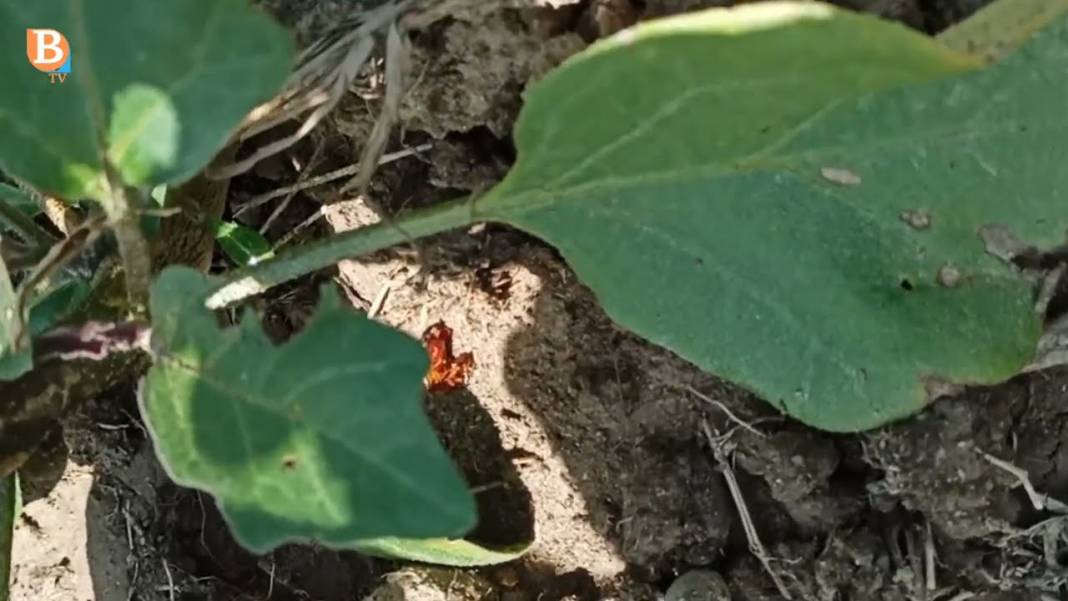 Bahçenizin gizli düşmanına dikkat: Bu böcek siz fark etmeden fidelerinizi çatır çatır kesiyor! 4